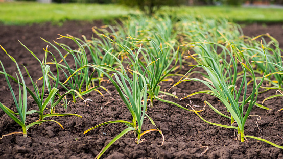 Garlic bed, even rows in the garden.