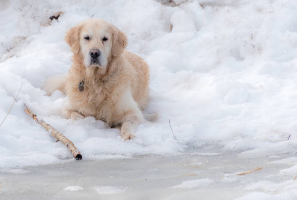 White Golden Retriever in the Snow in Latvia White Golden Retriever in the Snow in Latvia meme photos stock pictures, royalty-free photos & images