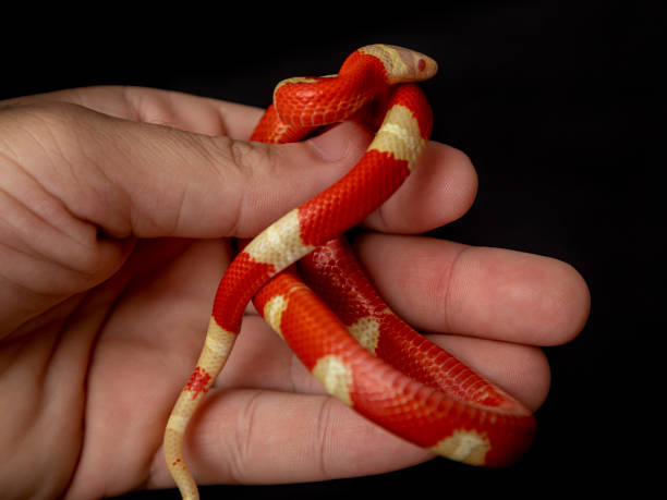 istock Lampropeltis triangulum, commonly known as the milk snake or milksnake, is a species of kingsnake. 1304911708