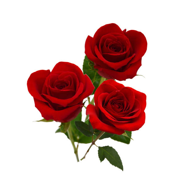 istock Bunch of rosy roses isolated on white 1304912402