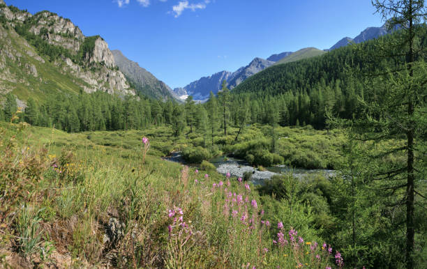 istock Mountain landscape. Valley covered with forest, a wild place in Siberia. 1304912868