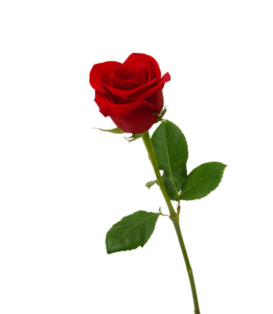 istock Bunch of rosy roses isolated on white 1304915019