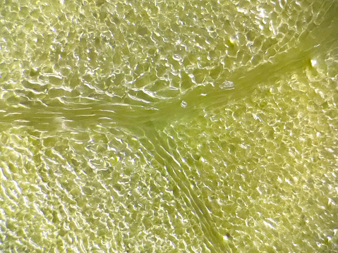 This is a photo of the lettuce leaf front taken with a microscope.