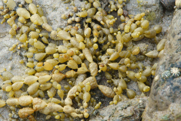 istock Rock pools and coastal creatures at Flinders Bay, Victoria 1304915480