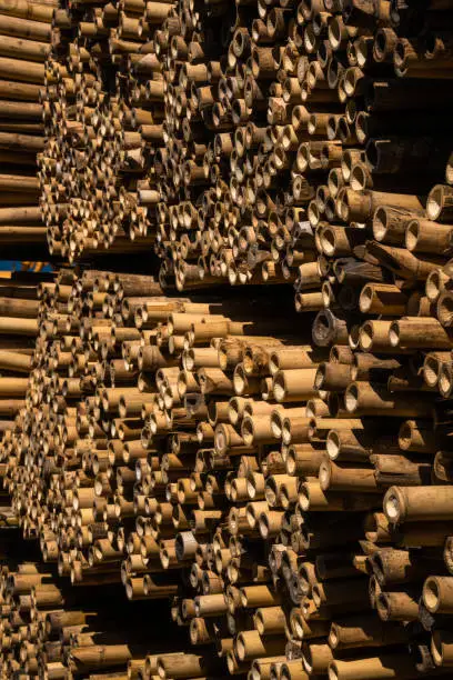 Photo of Stacked of dry bamboo for building materials