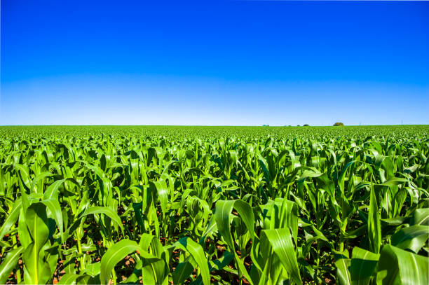 sadzenie kukurydzy, rolnictwo i rozwój - corn zdjęcia i obrazy z banku zdjęć