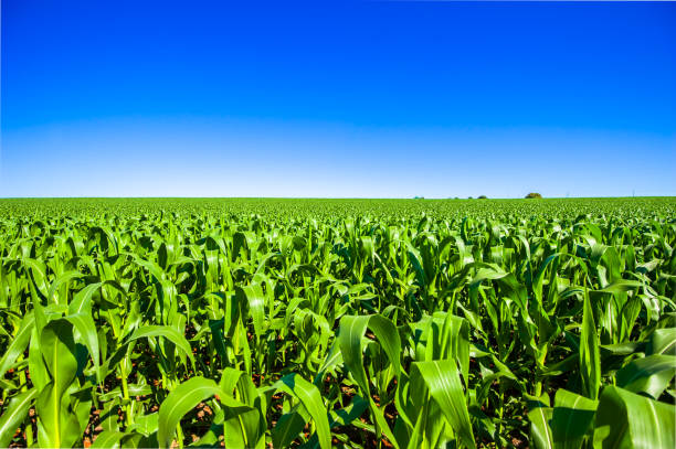 посадка кукурузы, сельское хозяйство и развитие - corn стоковые фото и изображения