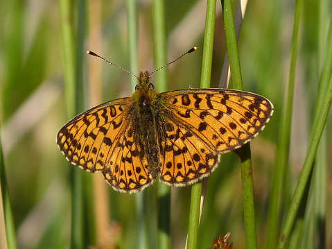 Small Pearl-Bordered Fritillary butterfly at Loch Ardinning Nature Reserve, Scotland