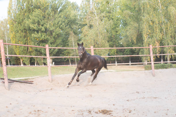istock Horse regular training running circle arena. 1304918378