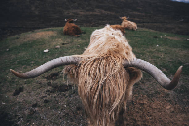 Cow in the wild Scottish cow in the nature buachaille etive beag photos stock pictures, royalty-free photos & images