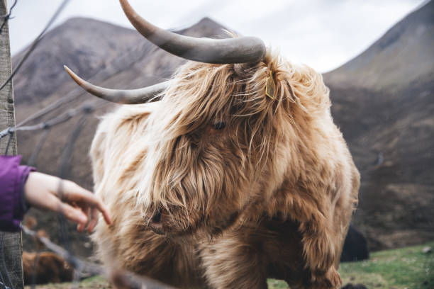 istock Cow in the wild 1304918753