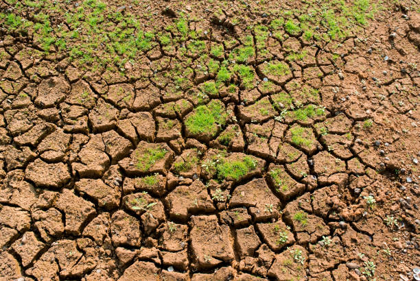 istock Cracked land background with grass, Drought concept 1304919870