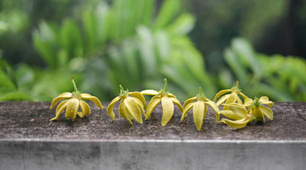 Fleur d’Ylang Ylang avec des gouttes de pluie - Photo