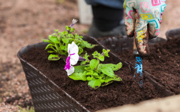 istock Gardener with hoe replants petunia seedlings in decorative pots 1304919953