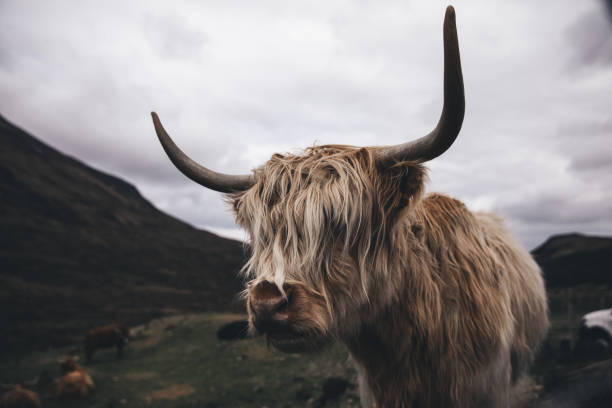 istock Cow in the wild 1304919965