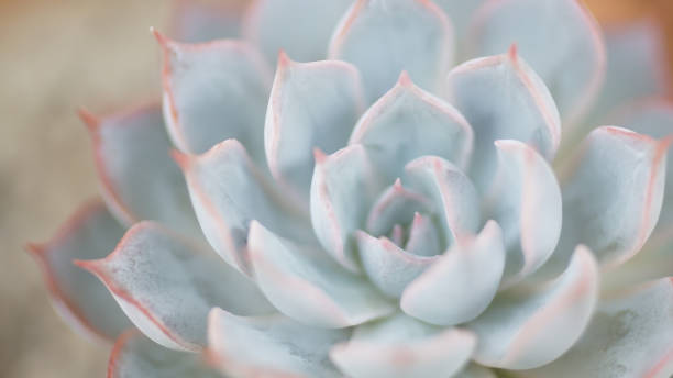 istock Echeveria succulents close up shot 1304920166