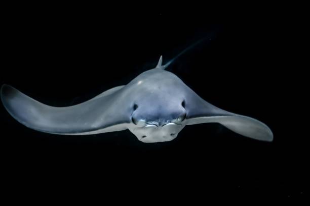 istock Aquatic Sea Life 1304920329