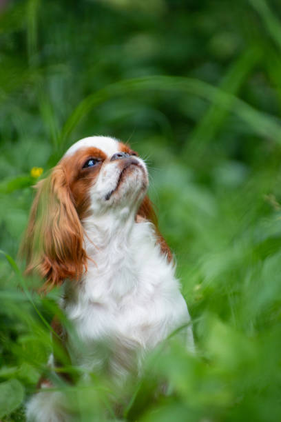 istock Dog cavalier King Charles Spaniel sits among the grass in summer 1304920445