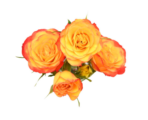 istock Bunch of rosy roses isolated on white 1304920575