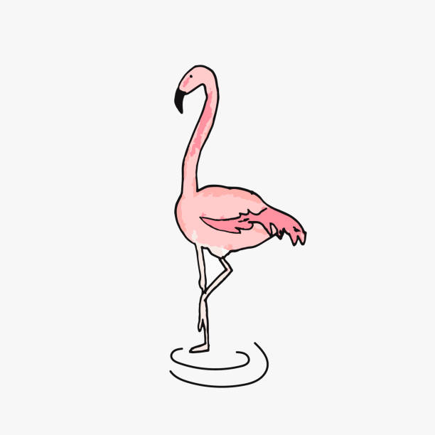 白で分離されたピンクのフラミンゴを描いたベクトルの手 - flamingo bird isolated animal leg点のイラスト素材／クリップアート素材／マンガ素材／アイコン素材