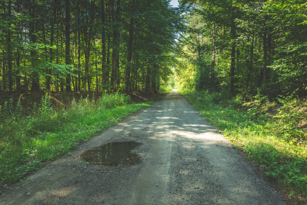 A puddle on a gravel road in a green forest, summer landscape