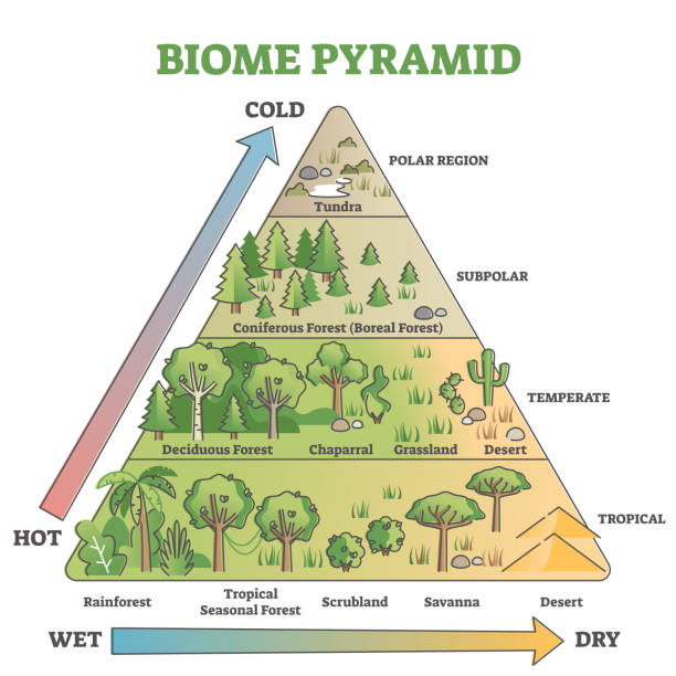 ilustrações de stock, clip art, desenhos animados e ícones de biome pyramid as ecological weather or climate classification outline diagram - forest tundra