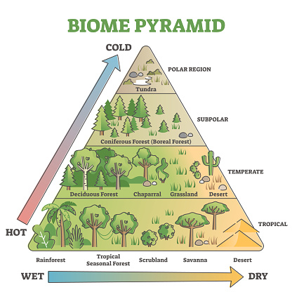 Biome pyramid as ecological weather or climate classification outline diagram. Educational labeled scheme with temperature and moisture axis that effects polar, subpolar, temperate and tropical region
