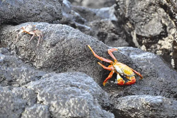 An adult and juvenile Sally Lightfoot Crab were photographed on top of Lava rocks in the Galapagos Islands off the coast of Ecuador