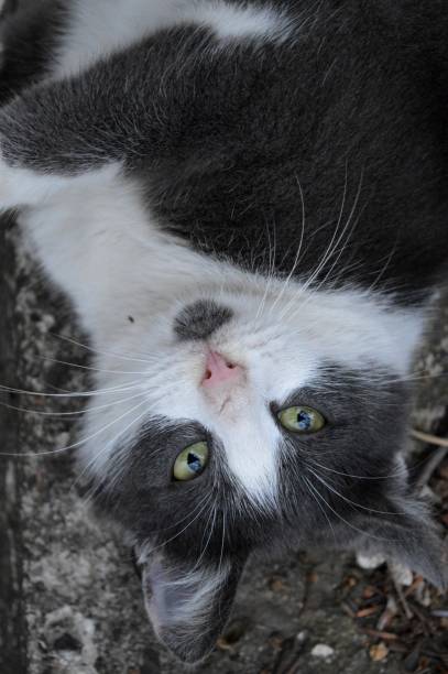 istock a large gray-white cat lies 1304923317