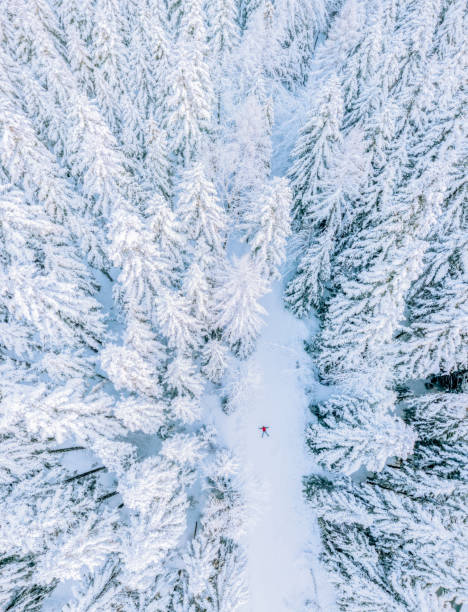 istock Morning in the forest 1304924567