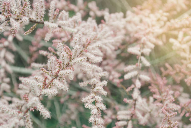 istock Blooming pink tamarisk flowers. Beautiful spring tree. 1304924674