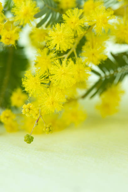 istock close‐up of mimosa 1304924792