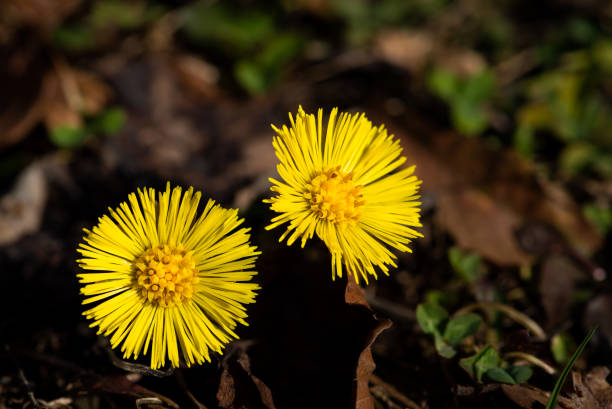 due fiori di primavera gialli su sfondo sfocato - perfection gerbera daisy single flower flower foto e immagini stock