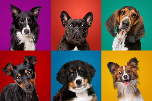 dog portrait collection Portrait collection of different dog breeds hound photos stock pictures, royalty-free photos & images