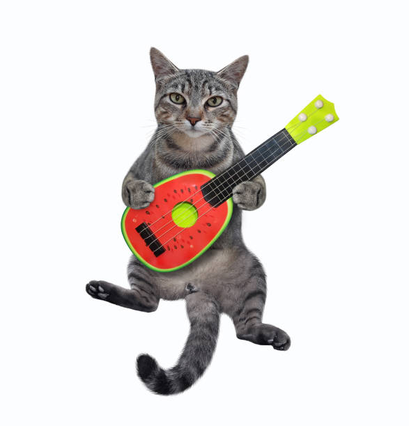 istock Cat gray playing watermelon guitar 1304925968