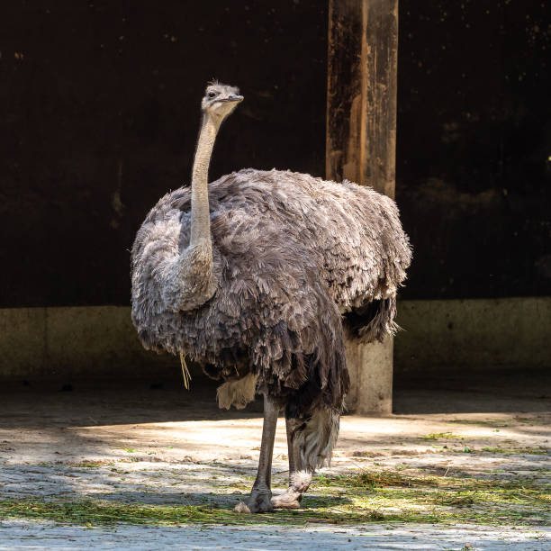 istock The common ostrich, Struthio camelus, or simply ostrich 1304927313