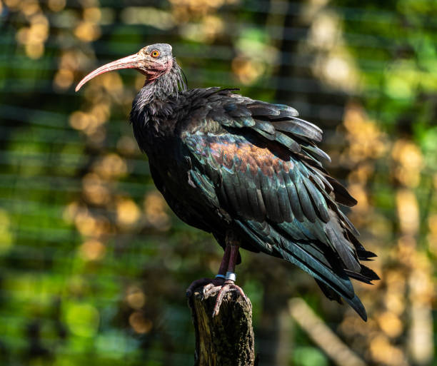 istock Northern Bald ibis, Geronticus eremita in the zoo 1304927479