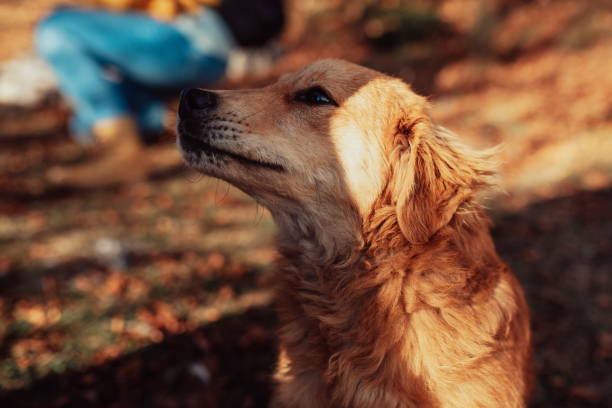 istock dog in the mountains, hiking with a pet 1304928351