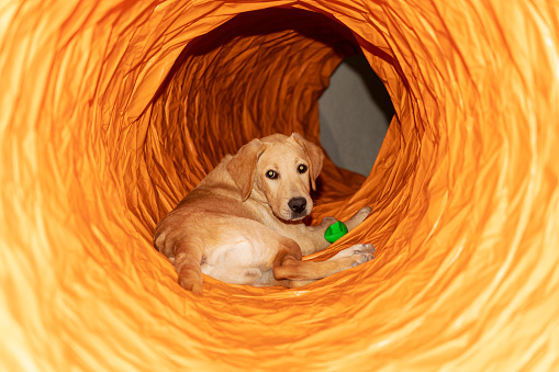 Two cute Labrador puppies playing in an orange play tunnel