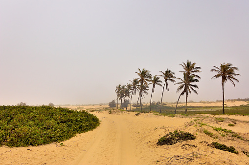 Desolate and arid Lake Retba shoreline with palm trees