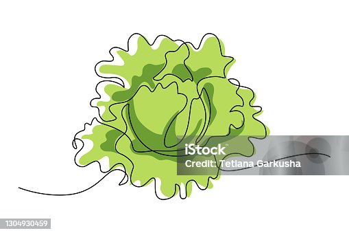 istock Crisphead lettuce 1304930459