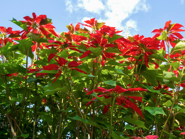 Canopy of a pointsettia tree against the blue sky