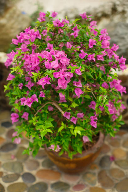istock Bougainvillea plant grows in pots in a park 1304931363
