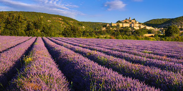 Banon village in Provence with lavender fields at sunrise in summer. Alpes-de-Haute-Provence, France