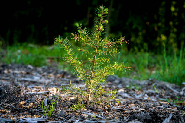 istock A seedling tree in Muelheim an der Ruhr, Germany 1304931608
