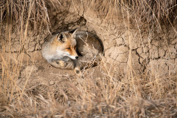 Red Fox resting in den in Colorado