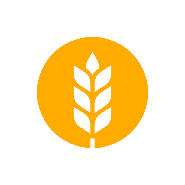 ilustrações de stock, clip art, desenhos animados e ícones de wheat or barley outline icon. grain symbol. vector illustration. - wheat cereal plant oat crop