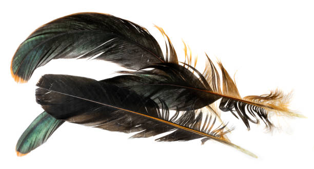 istock black feathers of a rooster on a white isolated background 1304933264