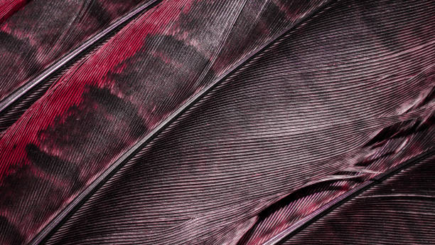 istock red and brown pheasant feathers with dark stripes. background 1304933275
