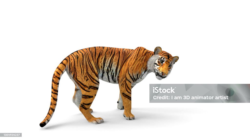 Foto de Tigre De Bengala Em Pé E Observando A Câmera Com Renderização 3d  Incluem Caminho Alfa e mais fotos de stock de Animal de estimação - iStock